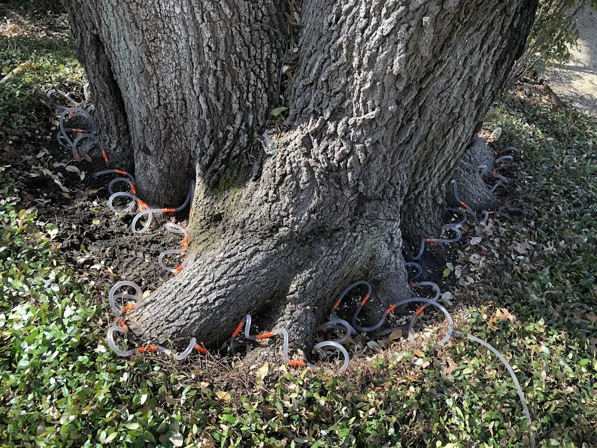 Detailed Tree Cabling and Bracing job site in Hinckley