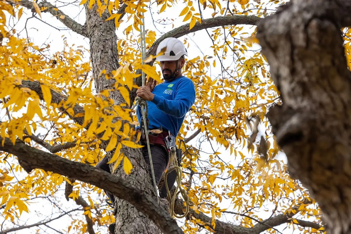 Skilled Tree Transplanting crew working in Hinckley